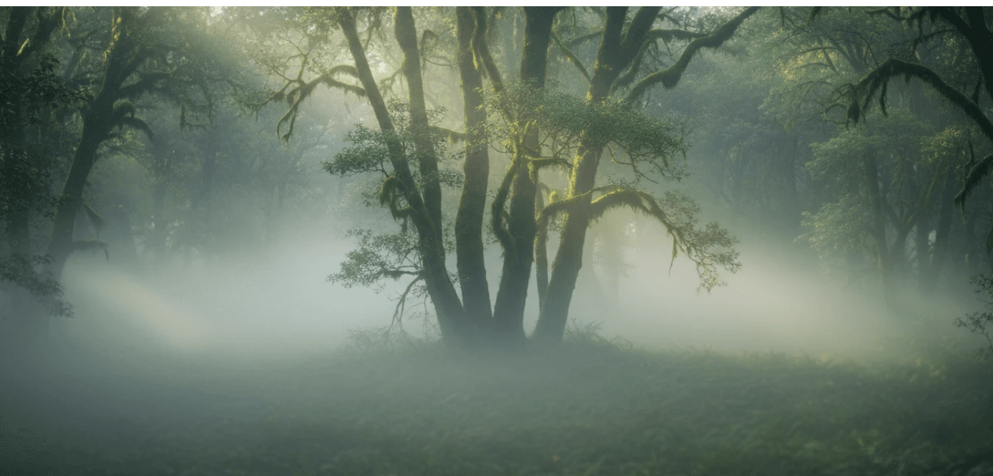 Misty forest with moss-covered trees